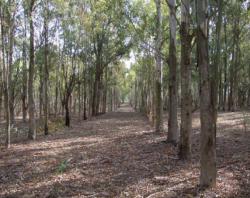 Rows of Eucalyptus in South Africa