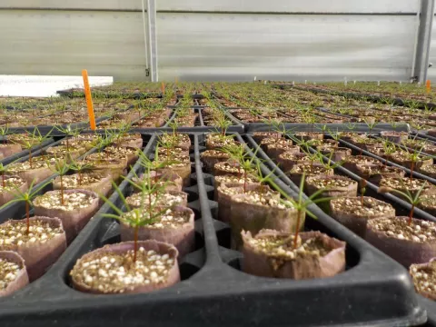 ellepots