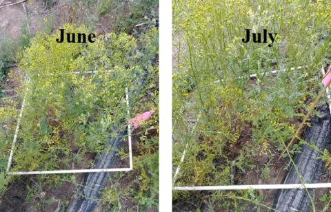 Photo of same vegetation in June vs July