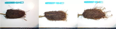 Effect of planting window after herbicide application on root growth