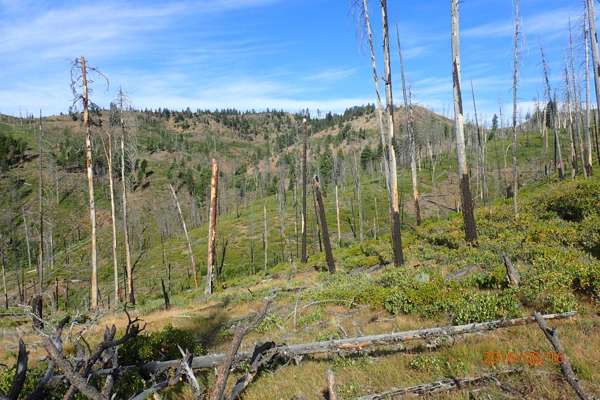 Spatiotemporal patterns of historical fire and stand development