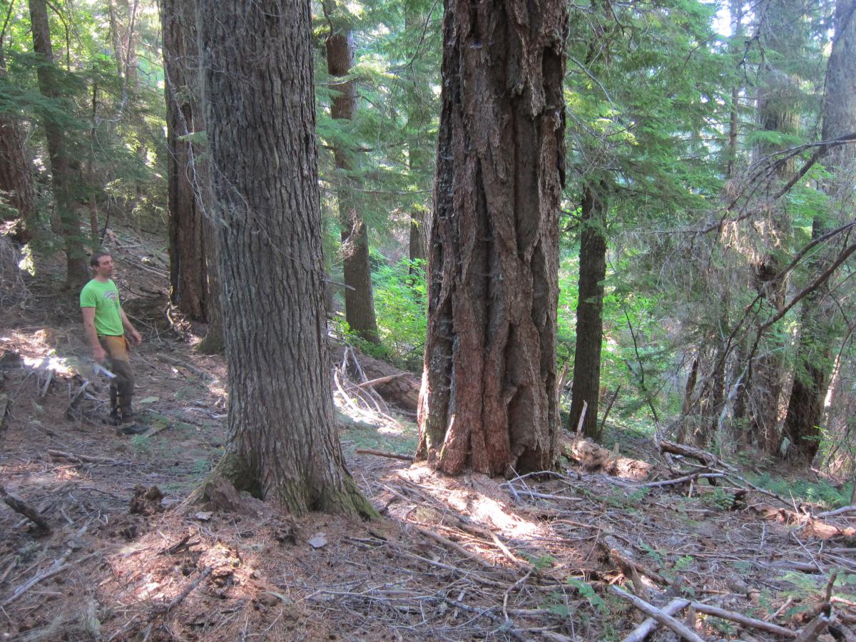 Andrew examines Doug fir trees