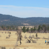 landscape: dry forest and shrubland