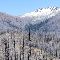 fire refugia