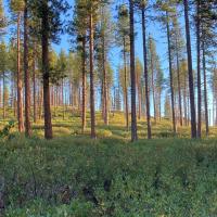 dry forest restoration