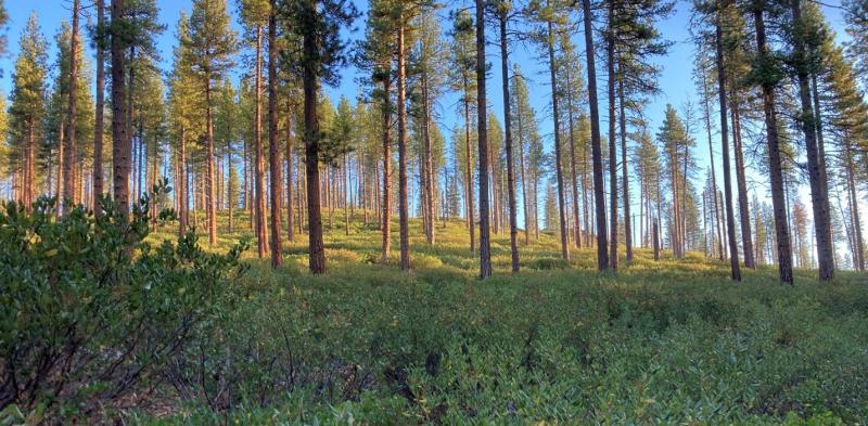 dry forest restoration