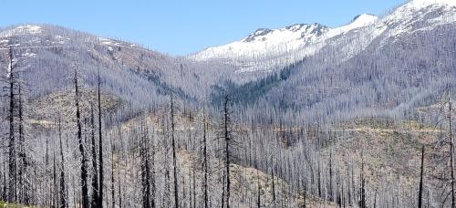fire refugia
