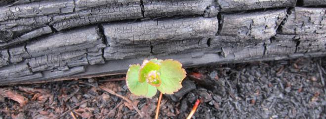 Opportunities: Spiraea betulifolia growing quickly after a fire 