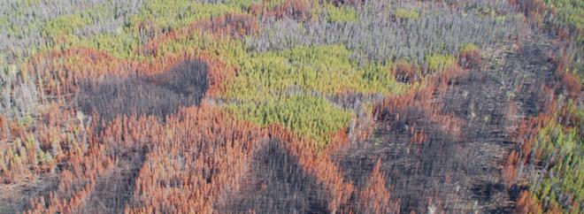 Burn mosaic in lodgepole pine forests killed by the mountain pine beetle