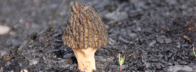 Life after fire: morels and lodgepole pine
