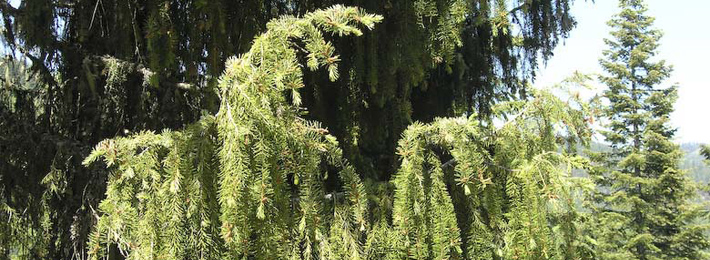 Brewer spruce