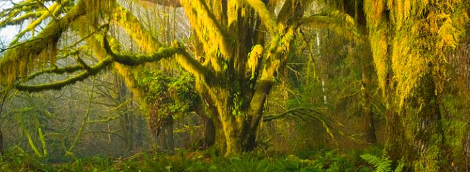 Mossy maples in the Hoh Rainforest