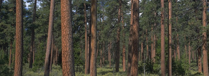 Ponderosa pine