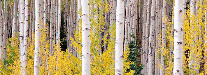 Aspen